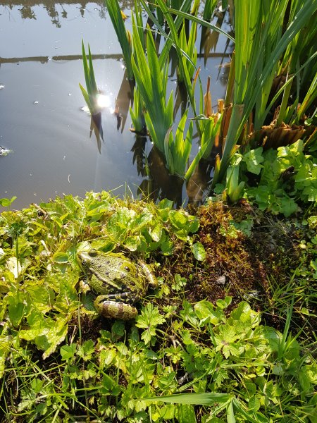 Grenouille verte se réchauffant au soleil. Mon jardin. Bruno Godet